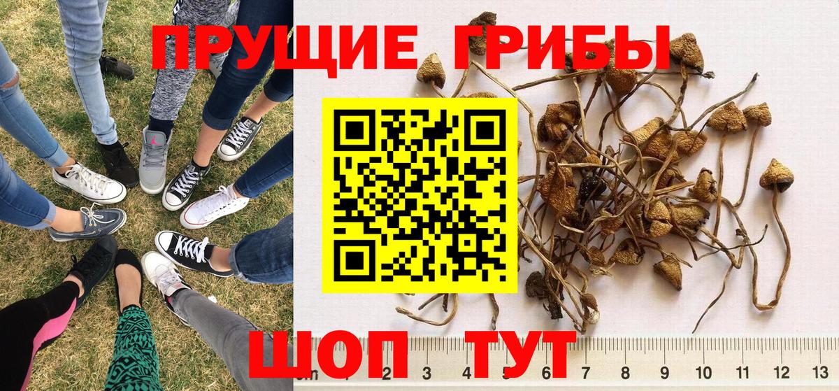 Галлюциногенные грибы прущие грибы Омск